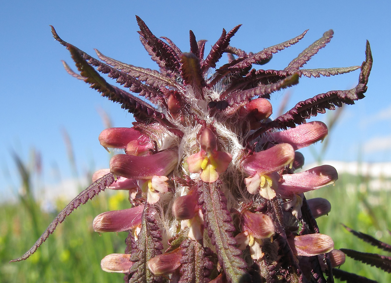 Изображение особи Pedicularis wilhelmsiana.