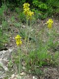 Asphodeline lutea