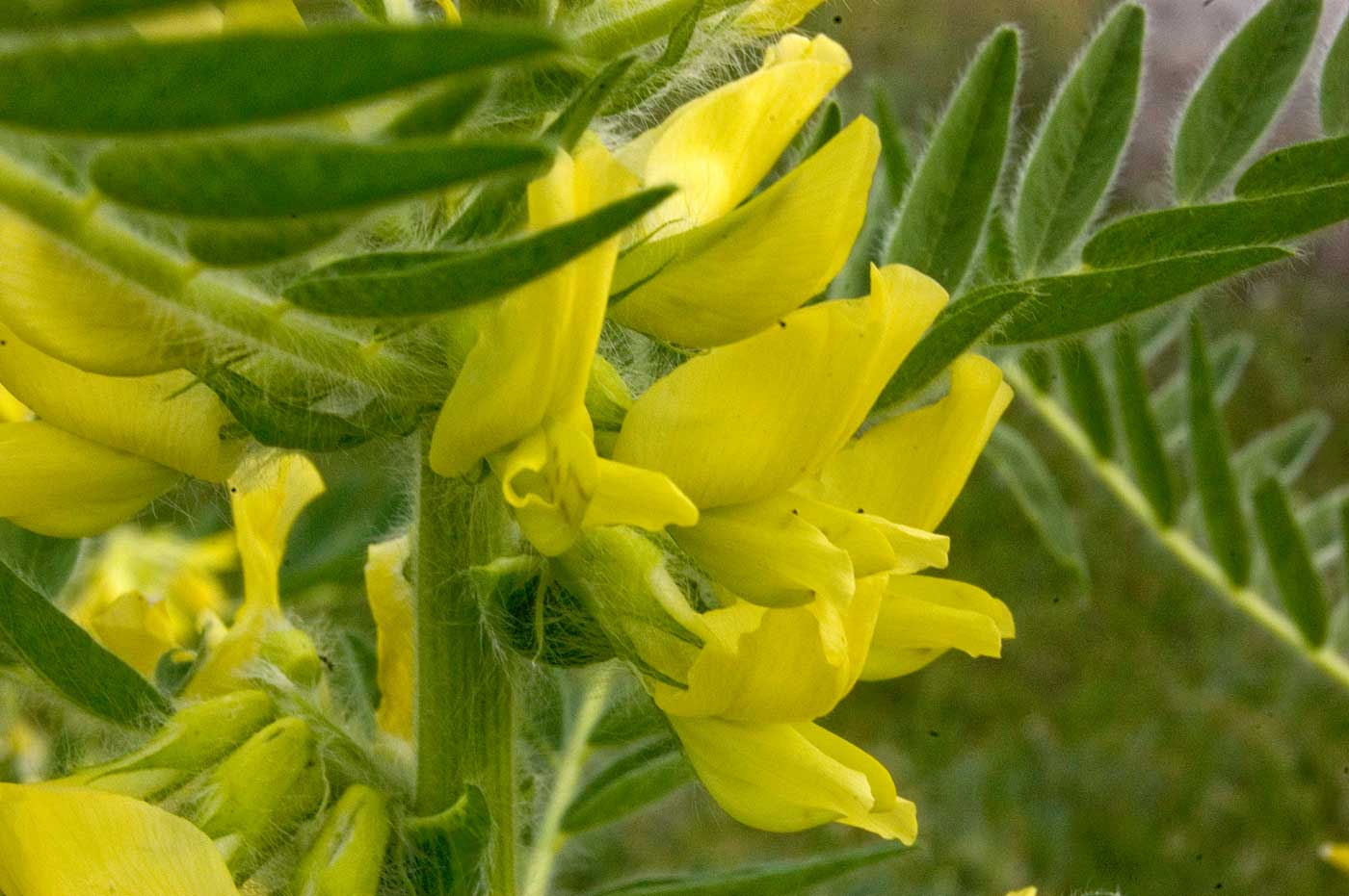 Изображение особи Astragalus sieversianus.