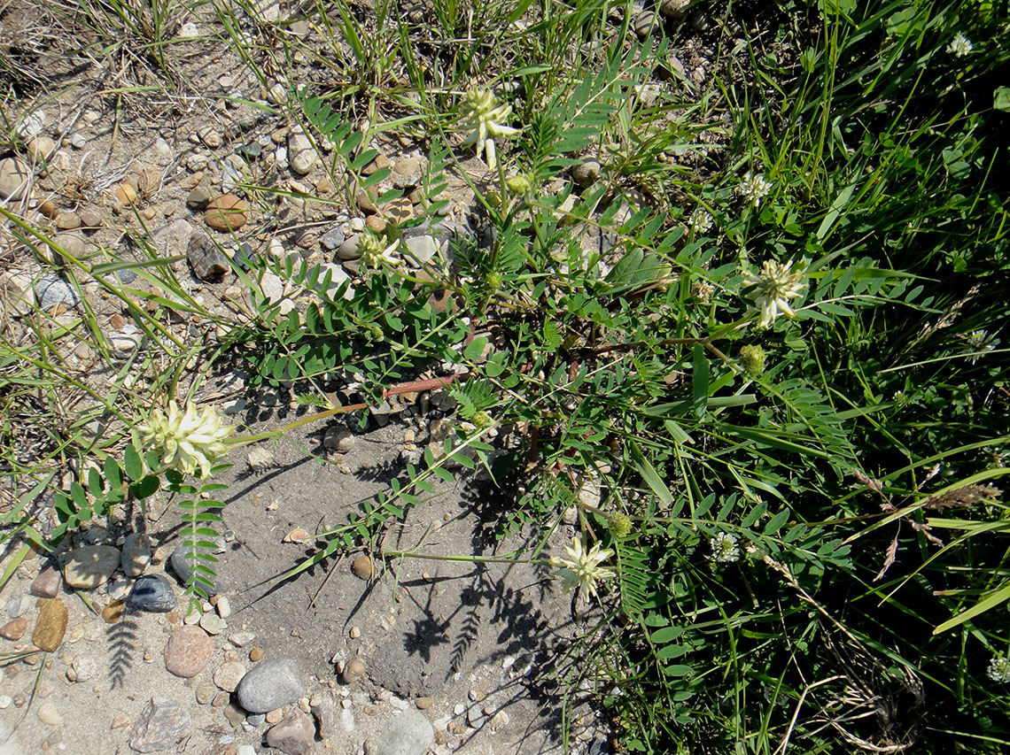 Изображение особи Astragalus uliginosus.