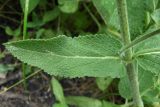 Salvia tesquicola