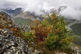 Pinus sibirica. Кустарниковая форма на водораздельном гребне. Восточный Саян, хр. Большой Саян, р. Обо-гол. 04.08.2015.