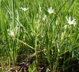 Ornithogalum woronowii. Цветущее растение. Краснодарский край, Усть-Лабинский р-н, станица Воронежская, залежь в полосе отчуждения железной дороги. 30.04.2017.