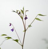 Lathyrus vernus