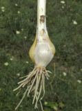 Allium sphaerocephalon