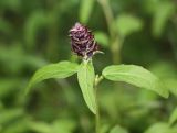 Prunella vulgaris