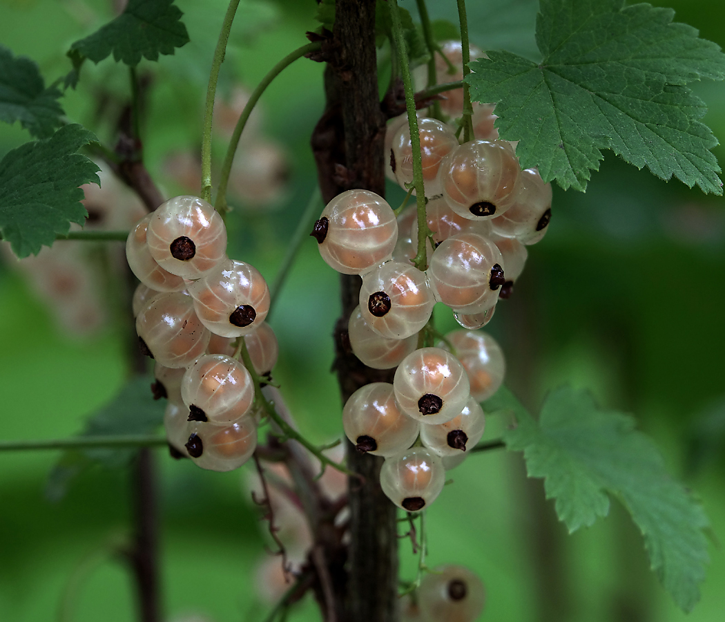 Изображение особи Ribes rubrum.