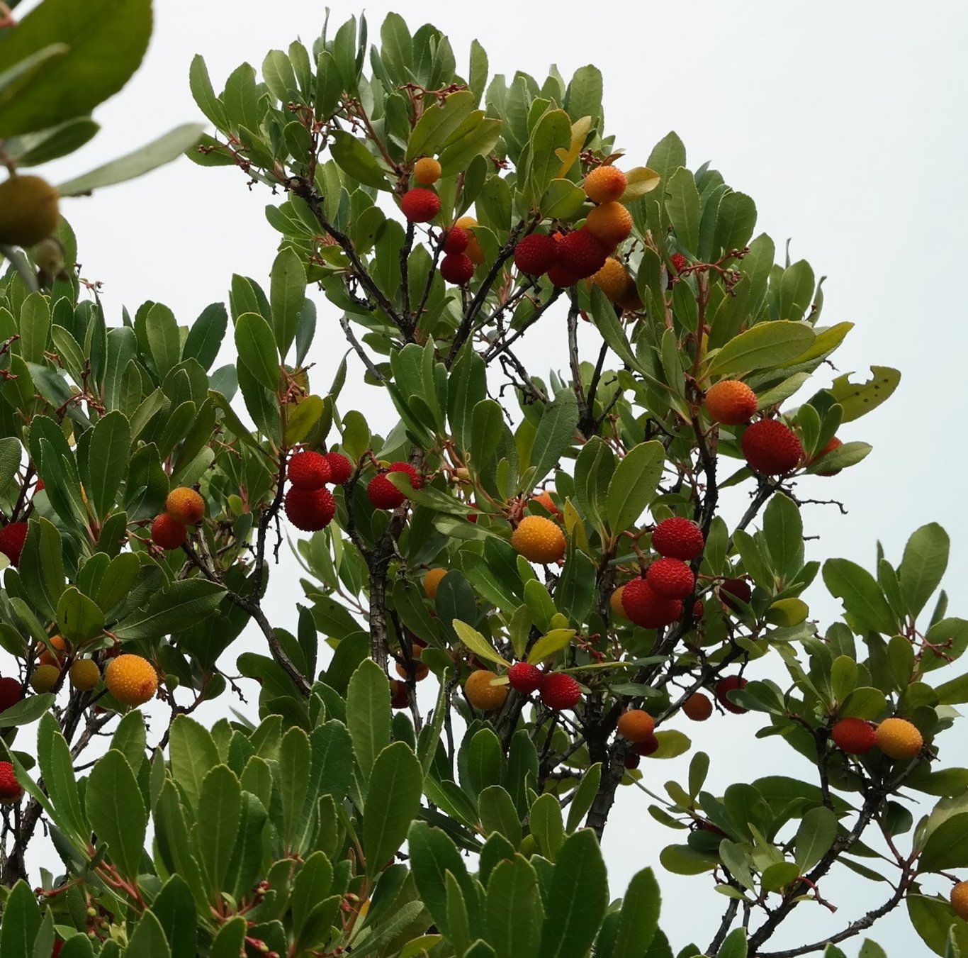 Изображение особи Arbutus unedo.