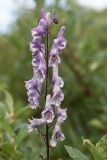 Aconitum leucostomum. Соцветие. Восточный Саян, Республика Бурятия, Окинский р-н, долина правого притока р. Урда-Шан, истекающего из оз. Антэ-Нур, в кустарниках субальпийского пояса, 1950 м н.у.м. 01.08.2014.