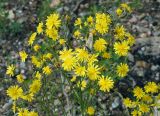 Crepis tectorum. Верхушка цветущего растения с опылителями – бабочками-боярышницами и шмелём. Якутия, Нерюнгринский р-н, окр. перевала Тит, около трассы АЯМ. 26.07.2016.