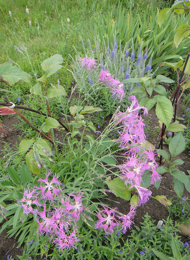 Изображение особи Dianthus superbus.