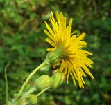 Sonchus subspecies uliginosus