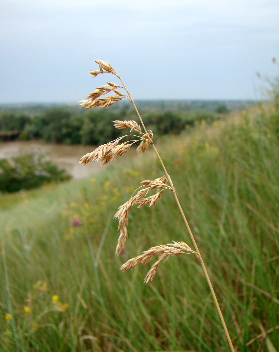 Image of genus Poa specimen.