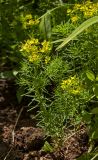 Euphorbia cyparissias