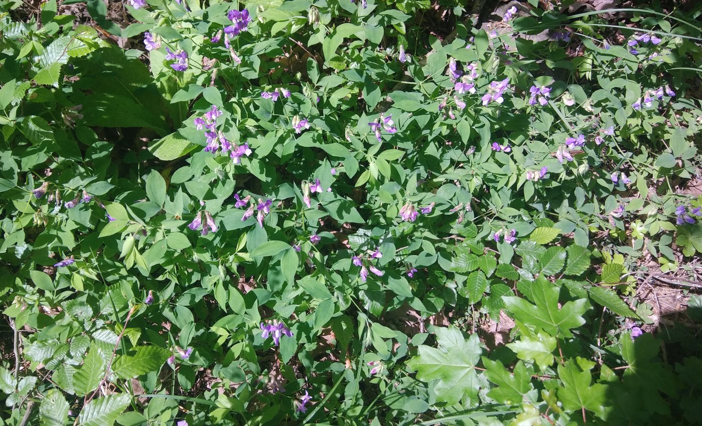 Image of Lathyrus laxiflorus specimen.