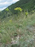 Peucedanum tauricum. Верхушка цветущего растения. Краснодарский край, окр. г. Новороссийск, хр. Маркотх, пер. Андреевский, каменистая степь. 07.08.2019.