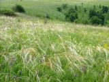 Stipa pulcherrima