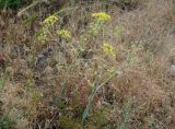 Ferula tschuiliensis. Цветущее растение. Кыргызстан, Чуйская обл., окр. г. Бишкек восточнее с. Орто-сай, предгорье, склон холма. 04.06.2019.