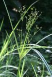 Cyperus longus