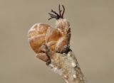 Corylus heterophylla