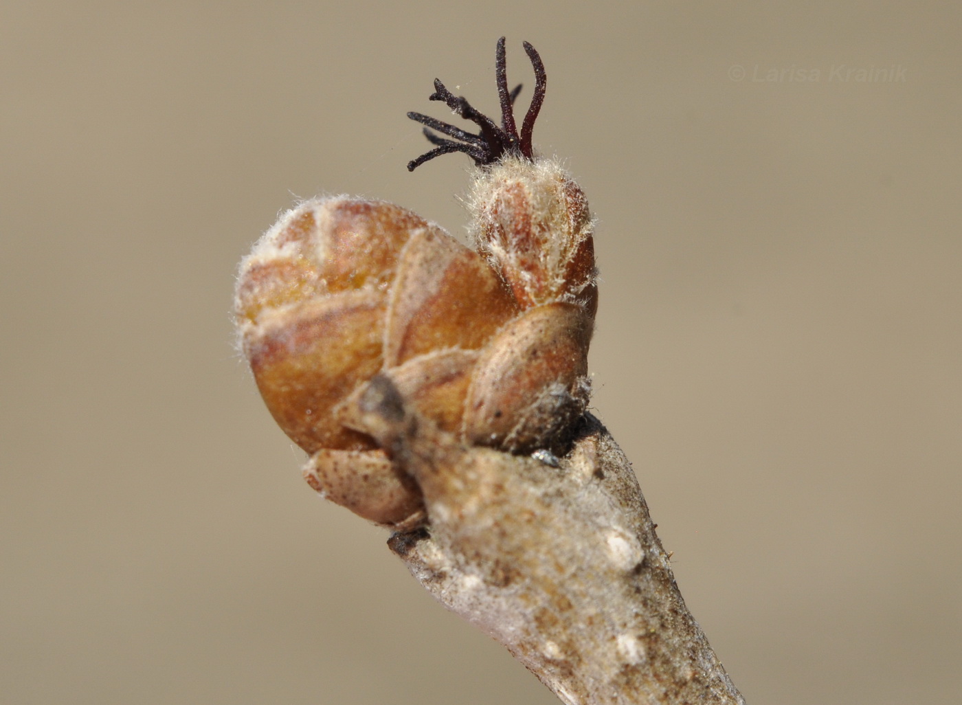 Изображение особи Corylus heterophylla.
