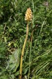 Orobanche bartlingii. Цветущее растение. Ленинградская обл., Ломоносовский р-н, Кирхгофские высоты, сухой луг на известняках. 03.07.2010.