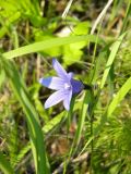 Campanula turczaninovii. Верхушка цветущего растения. Красноярский край, Эвенкийский р-н, Государственный природный заповедник \"Тунгусский\", пр. берег р. Подкаменная Тунгуска, разнотравный луг. 06.07.2013.