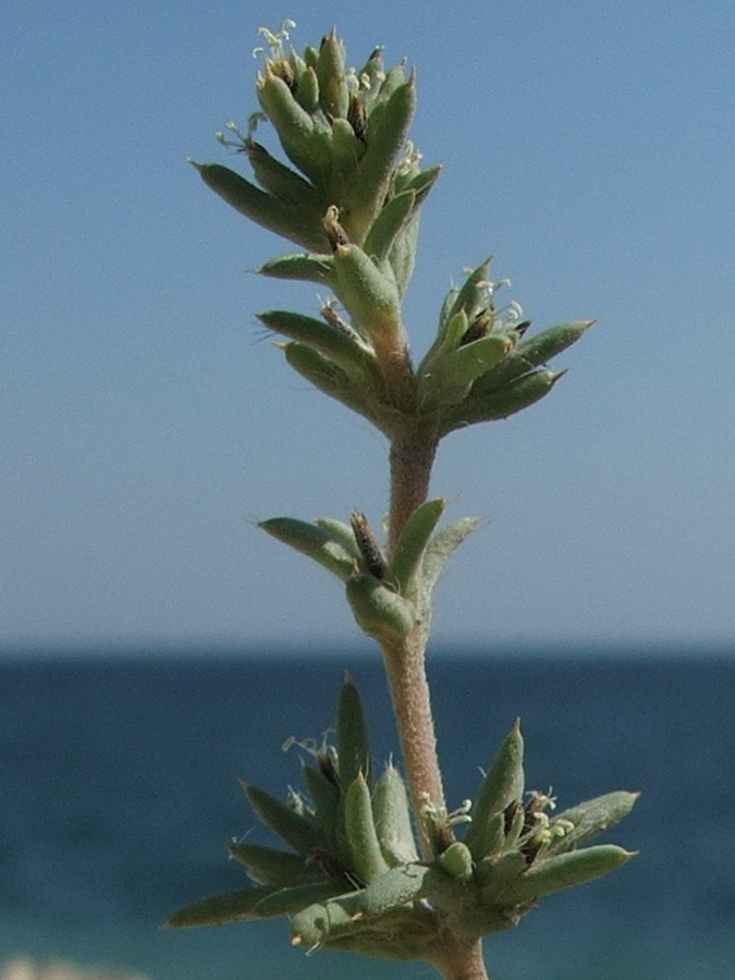 Изображение особи Pyankovia brachiata.