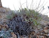 Oxytropis tragacanthoides