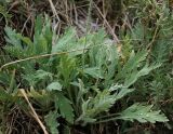 Papaver pseudocanescens