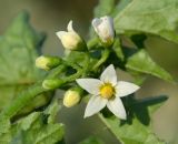 genus Solanum
