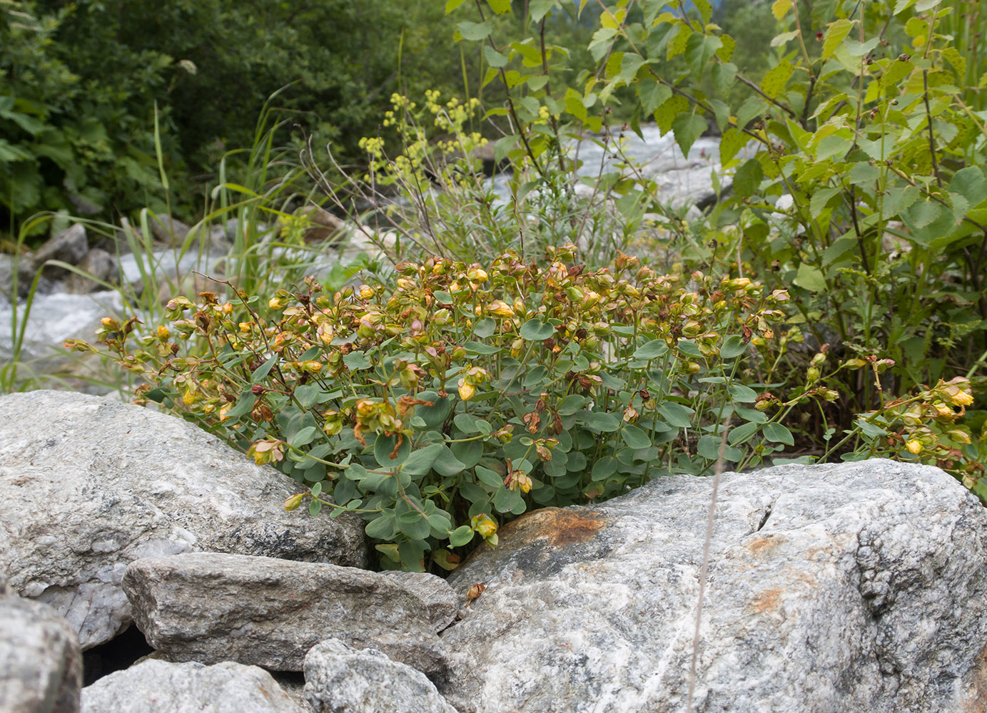 Изображение особи Hypericum nummularioides.