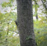 Sorbus commixta