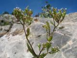 Valerianella plagiostephana. Верхушка цветущего и плодоносящего растения. Южный Казахстан, Таласский Алатау, запов. Аксу-Жабаглы, ущ. Кши-Каинды, выходы известняков, ≈ 1700 м н.у.м. 8 июня 2017 г.