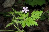 Geranium robertianum