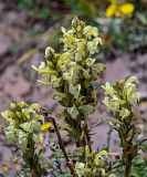 Pedicularis dubia