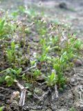 Hymenolobus procumbens