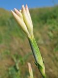 Dianthus elongatus