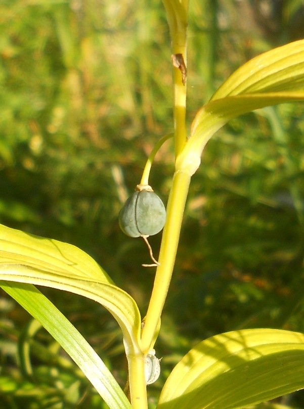 Изображение особи Polygonatum odoratum.