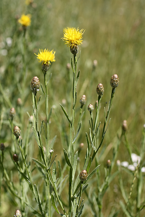 Изображение особи Chartolepis intermedia.