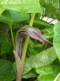 Arisaema propinquum