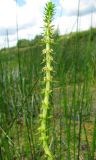 Myriophyllum verticillatum. Соцветие. Ярославская обл., Угличский р-н, с. Масальское, р. Корожечна. 25.07.2012.