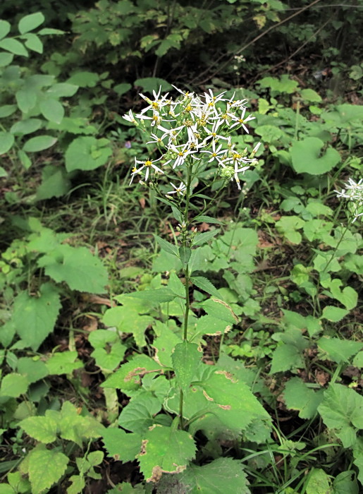 Изображение особи Doellingeria scabra.