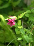 Jasminum beesianum