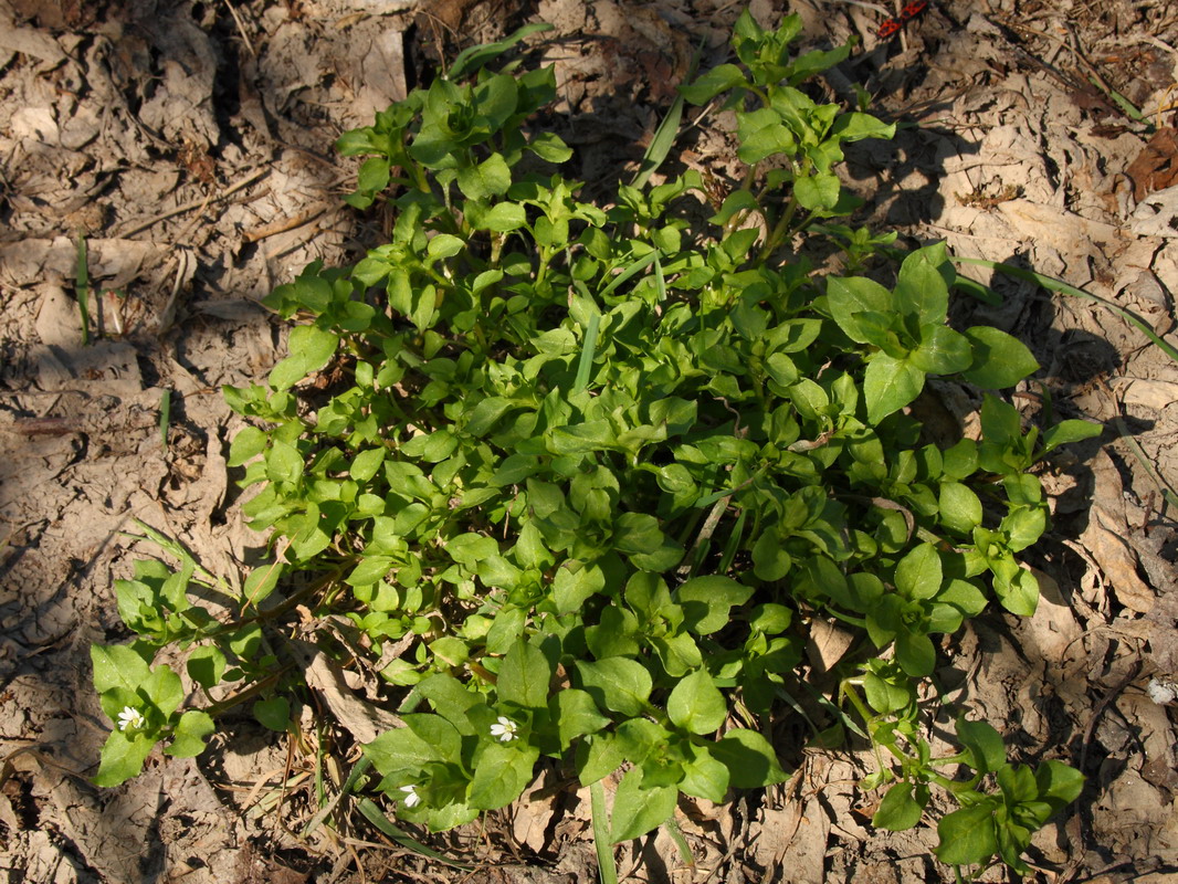 Image of Stellaria media specimen.