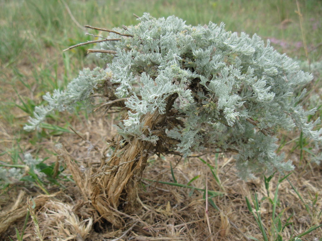 Изображение особи Artemisia lercheana.