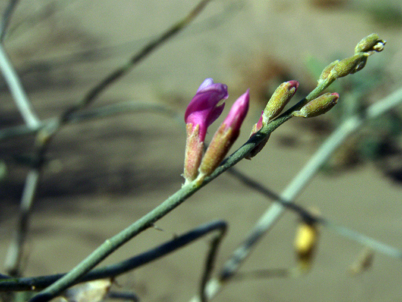 Изображение особи Astragalus villosissimus.