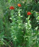 Lychnis chalcedonica