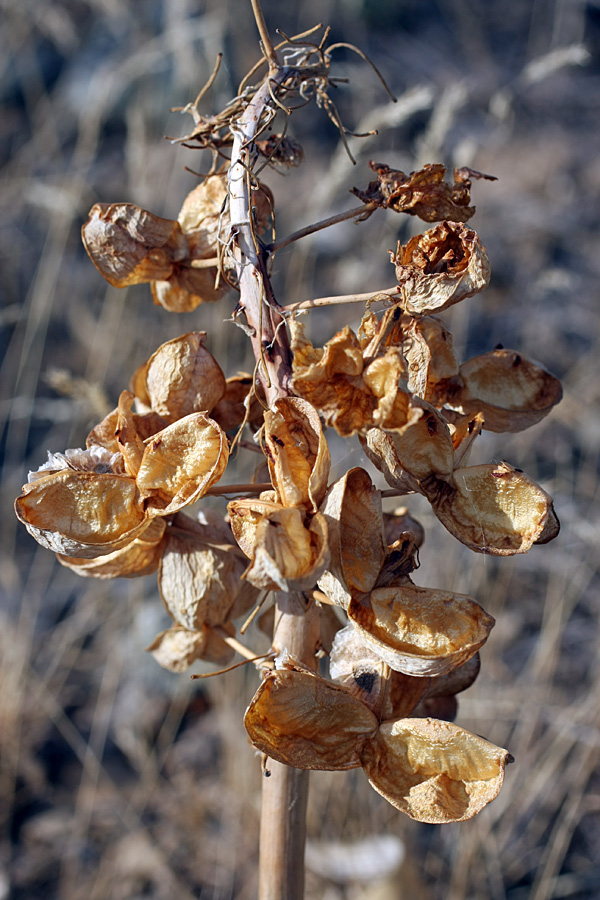 Image of Eremurus lactiflorus specimen.