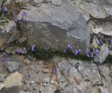 Campanula rotundifolia